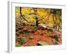 Robin Hood's Delight-Doug Chinnery-Framed Photographic Print