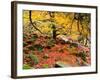 Robin Hood's Delight-Doug Chinnery-Framed Photographic Print