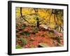 Robin Hood's Delight-Doug Chinnery-Framed Photographic Print