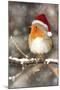 Robin in Falling Snow Wearing Christmas Hat-null-Mounted Photographic Print