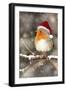 Robin in Falling Snow Wearing Christmas Hat-null-Framed Photographic Print