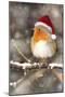 Robin in Falling Snow Wearing Christmas Hat-null-Mounted Photographic Print
