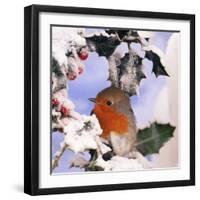 Robin in Frozen Holly-null-Framed Photographic Print