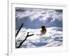 Robin in Snow, 1979-null-Framed Photographic Print