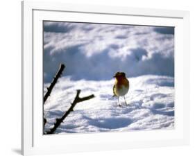 Robin in Snow, 1979-null-Framed Photographic Print