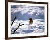 Robin in Snow, 1979-null-Framed Photographic Print