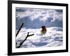 Robin in Snow, 1979-null-Framed Photographic Print