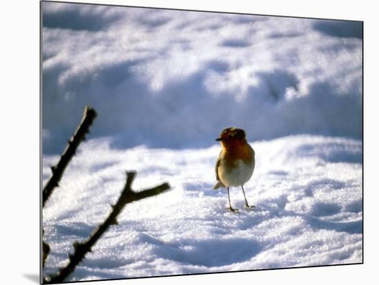 Robin in Snow, 1979-null-Mounted Photographic Print