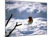 Robin in Snow, 1979-null-Mounted Photographic Print