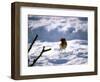 Robin in Snow, 1979-null-Framed Photographic Print