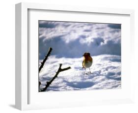 Robin in Snow, 1979-null-Framed Photographic Print