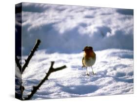 Robin in Snow, 1979-null-Stretched Canvas