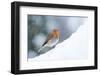 Robin  in snow, Cornwall, UK-Ross Hoddinott-Framed Photographic Print