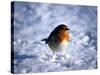 Robin in Snow-null-Stretched Canvas