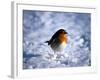 Robin in Snow-null-Framed Photographic Print