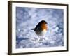 Robin in Snow-null-Framed Photographic Print