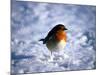 Robin in Snow-null-Mounted Photographic Print