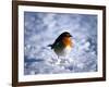 Robin in Snow-null-Framed Photographic Print