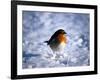 Robin in Snow-null-Framed Photographic Print