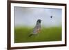 Robin in the Field-Jai Johnson-Framed Giclee Print