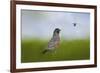 Robin in the Field-Jai Johnson-Framed Giclee Print