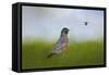 Robin in the Field-Jai Johnson-Framed Stretched Canvas