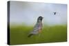 Robin in the Field-Jai Johnson-Stretched Canvas