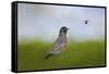 Robin in the Field-Jai Johnson-Framed Stretched Canvas