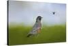 Robin in the Field-Jai Johnson-Stretched Canvas