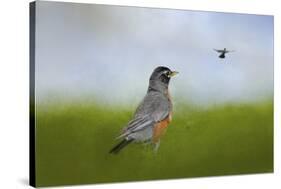 Robin in the Field-Jai Johnson-Stretched Canvas