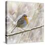 Robin in Winter Snow-null-Stretched Canvas