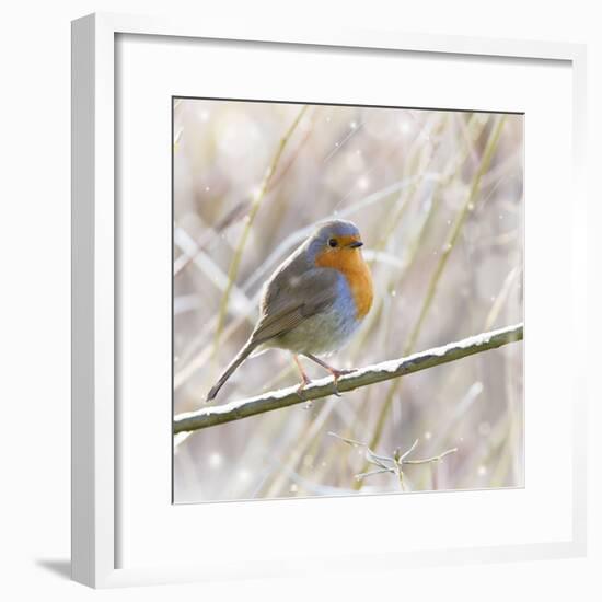 Robin in Winter Snow-null-Framed Photographic Print