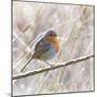 Robin in Winter Snow-null-Mounted Photographic Print
