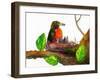 Robin Love Bug Print-Blenda Tyvoll-Framed Art Print