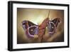 Robin Moths-Jimmy Hoffman-Framed Giclee Print