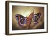 Robin Moths-Jimmy Hoffman-Framed Giclee Print