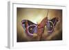 Robin Moths-Jimmy Hoffman-Framed Giclee Print