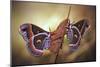 Robin Moths-Jimmy Hoffman-Mounted Giclee Print