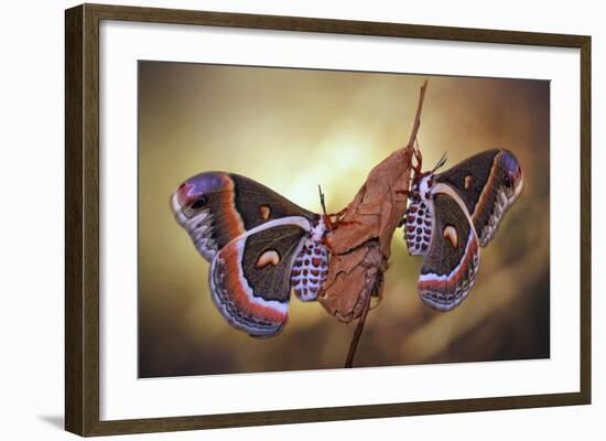 Robin Moths-Jimmy Hoffman-Framed Giclee Print