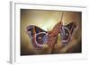 Robin Moths-Jimmy Hoffman-Framed Giclee Print