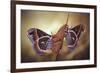 Robin Moths-Jimmy Hoffman-Framed Giclee Print