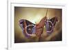 Robin Moths-Jimmy Hoffman-Framed Giclee Print