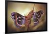 Robin Moths-Jimmy Hoffman-Framed Giclee Print