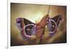 Robin Moths-Jimmy Hoffman-Framed Giclee Print