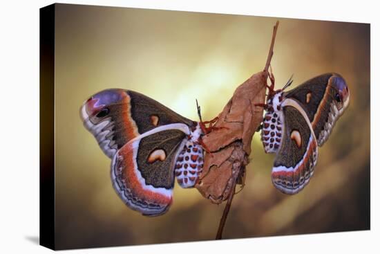 Robin Moths-Jimmy Hoffman-Stretched Canvas