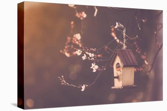 Robin Nesting in a Bird House in a Almond Tree-Cristinagonzalez-Stretched Canvas