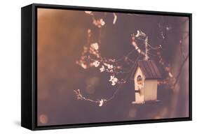 Robin Nesting in a Bird House in a Almond Tree-Cristinagonzalez-Framed Stretched Canvas