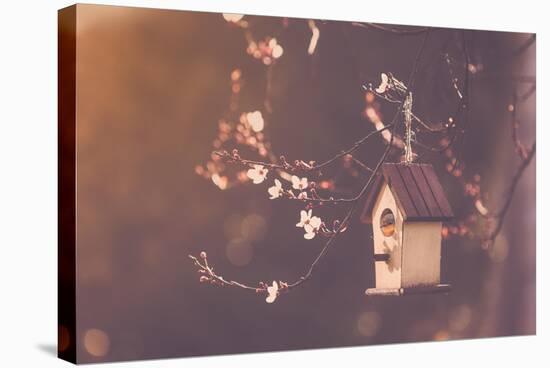 Robin Nesting in a Bird House in a Almond Tree-Cristinagonzalez-Stretched Canvas