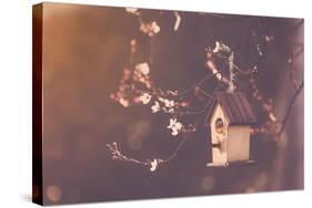 Robin Nesting in a Bird House in a Almond Tree-Cristinagonzalez-Stretched Canvas