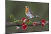 Robin on branch with Scarlet elfcup fungus spring. Dorset, UK, March-Colin Varndell-Mounted Photographic Print